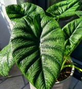 Alokázie - Alocasia Cucullata - 130 cm (2/2)
